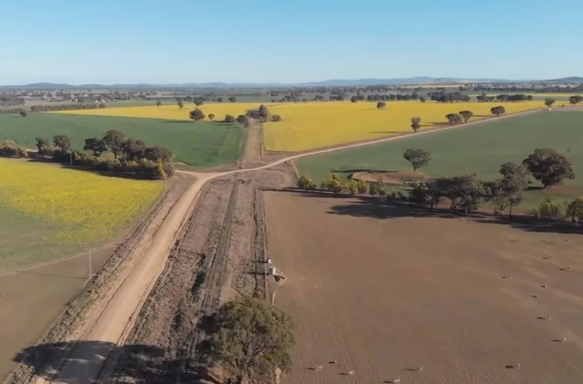  ОВАА БИЛКА ВРЕДИ 20 ЕВРА ПО КИЛОГРАМ – земјоделец од Србија реши да ја одгледува и вели дека не се покајал