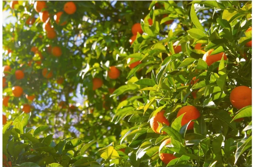  КОЛКУ КИЛОГРАМИ МАНДАРИНИ СО ПЕСТИЦИД ТРЕБА ДА ИЗЕДЕМЕ ЗА ДА СМЕ ИЗЛОЖЕНИ НА РИЗИК – хрватски агроном го дава одговорот