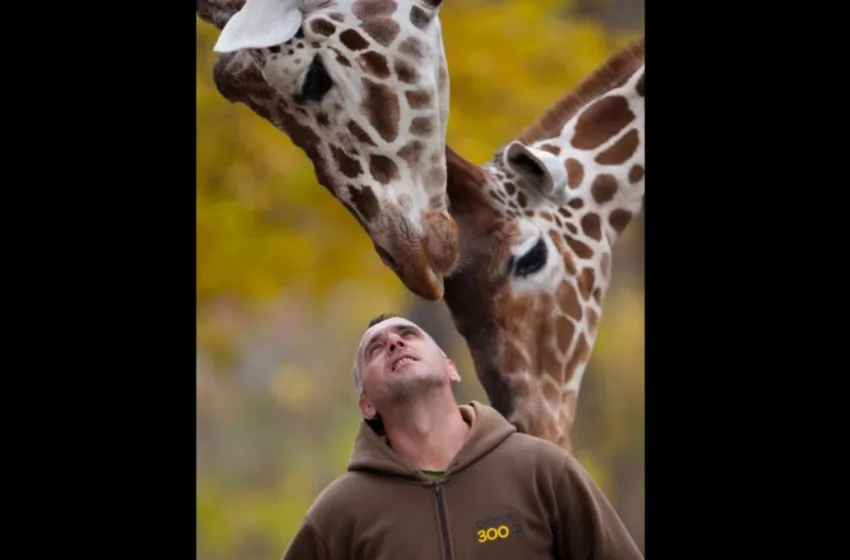 Збогум за Ристе Трајковски, зоо-негувател кој посебно беше поврзан со жирафите