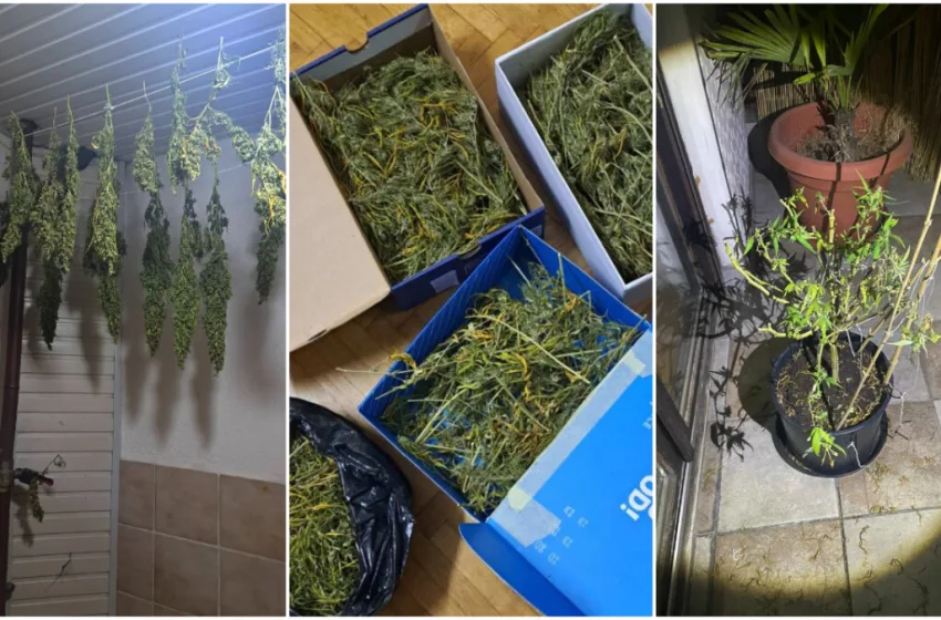 ФОТО Скопјанец марихуана сушел дома кај цевките од парно – полицијата вечерва упадна