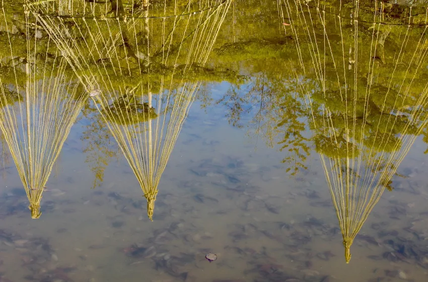  Јапонија испушти трета серија радиоактивна вода од Фукушима