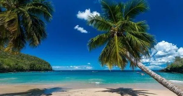  Милијардер бара двајца инфлуенсери на кои ќе им плати за да поминат една година на Карибите