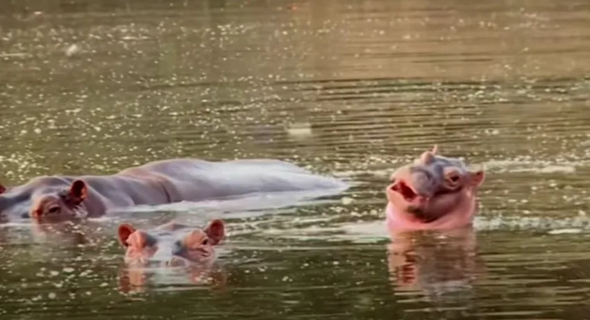  Стерилизиран првиот нилски коњ на Ескобар – властите сега треба да најдат уште 37