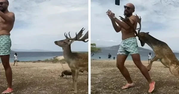 (ВИДЕО) Турист се обидел да направи селфи со елен, па завршил со скршени ребра