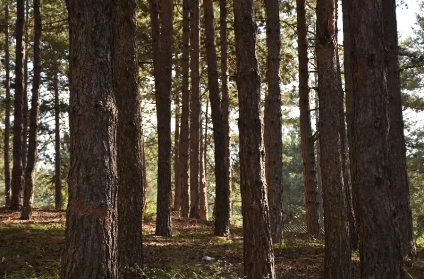 Почина работник, буково стебло паднало врз него