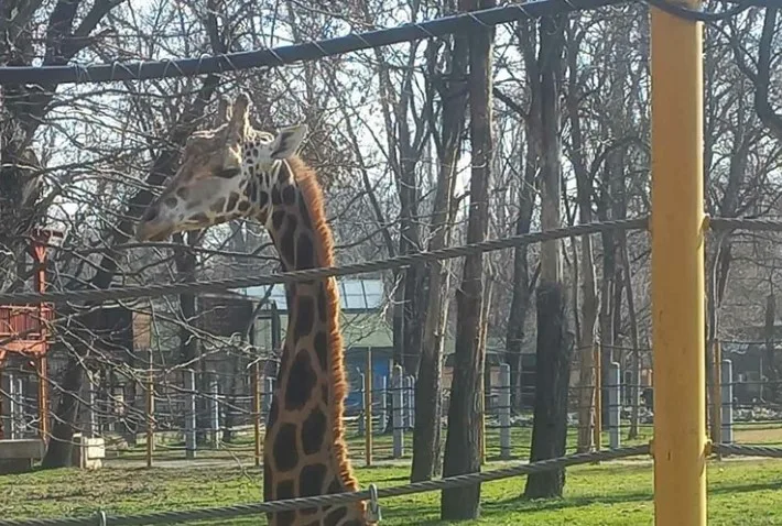  Угина Флопи, последната жирафа во скопската Зоолошка градина