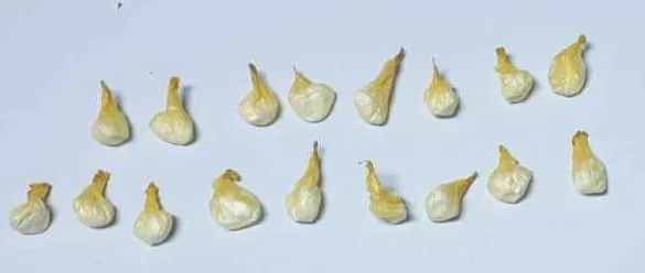  Претрес во Охрид, пронајдена дрога, приведени двајца дилери