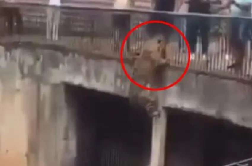  ВИДЕО ДРАМА ВО ЗОО: Јагуар во 3 потези стигна до ѕидот, настана паника, посетителите почнаа да врескаат од страв!