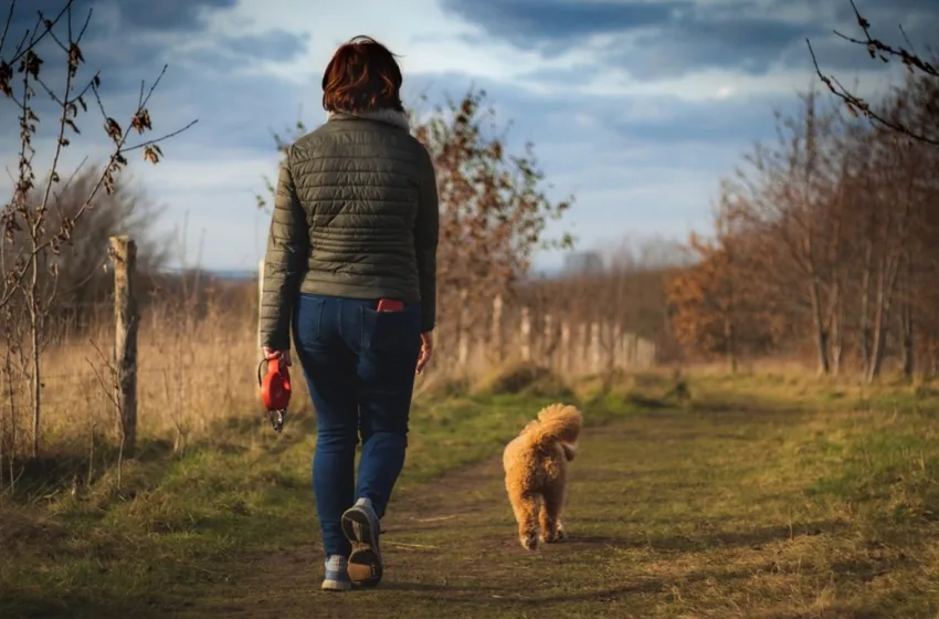 Лајка апелира граѓаните наместо да фрлаат петарди, да подадат храна на бездомно куче или маче