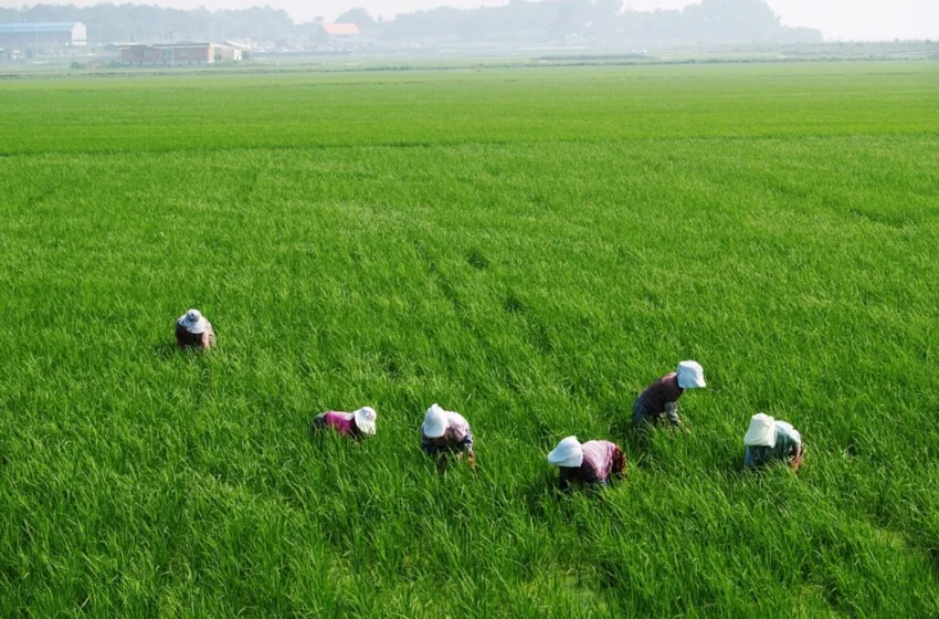  МЗШВ: Земјоделците добиваат ефективен советодавен систем по европски терк, за навремено информирање со сите можности и мерки што им се ставаат на располагање за модернизација на сопственото производство