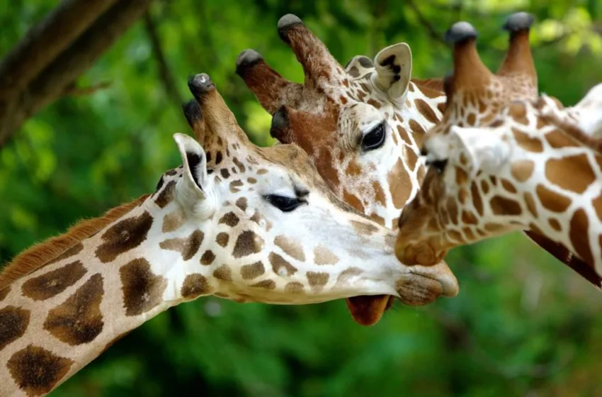  Жирафата Флопи угинал како резултат на Малиген тумор во црниот дроб и метастази во белите дробови