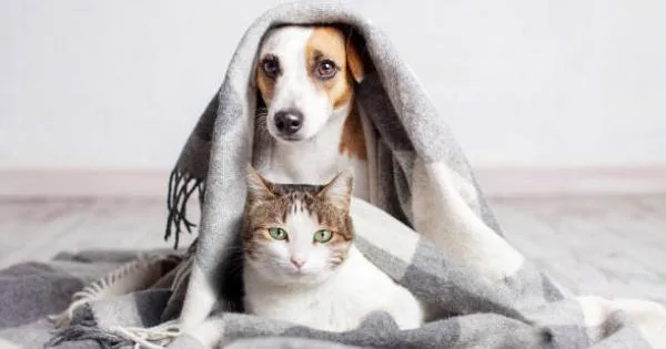 Неверојатно: Оставила 2.8 милиони долари наследство на своите миленичиња