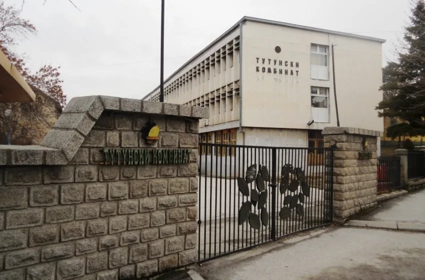  Владата повлече нога! ТК Прилеп ги зголеми откупните цени на тутунот за 10 отсто