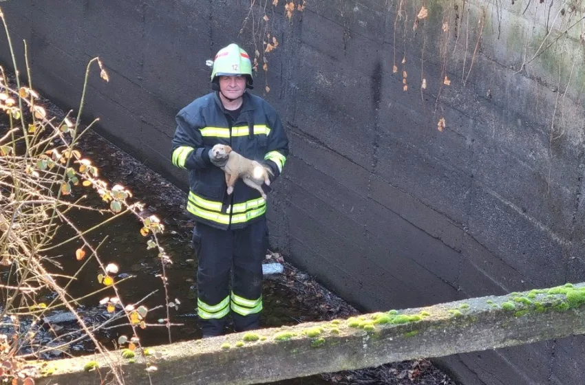 ВИСТИНСКИ ХЕРОИ: Кочанските пожарникари спасија заглавено куче од каналско корито!