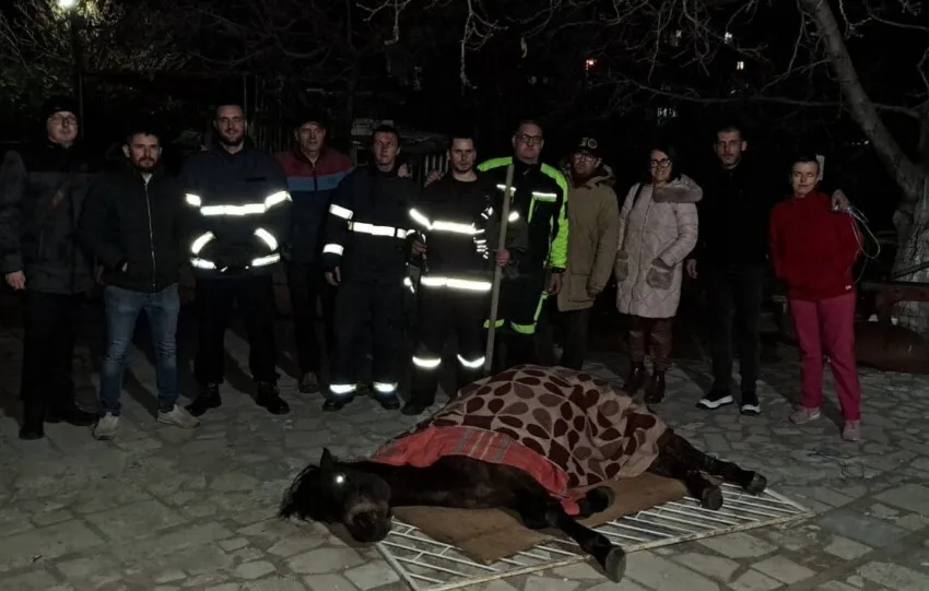 ВИДЕО Згрижен е коњот кој во близина на Плетвар беше удрен од несовесен возач и оставен на патот