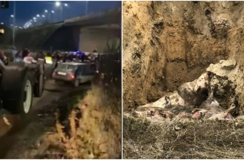  ВИДЕО Хаос во кумановско Речица – тепачка со полицијата, жителите против закопување мртви свињи