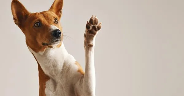  Славната старлета критикувана- искористува мали кучиња, па се откажува од нив