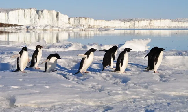  Откриен птичји грип кај пингвините ги зголемува стравувањата за Антарктикот