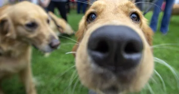 Сопствениците полуделе: Оставиле 4.000 долари за мајсторот, кучето ги изело парите