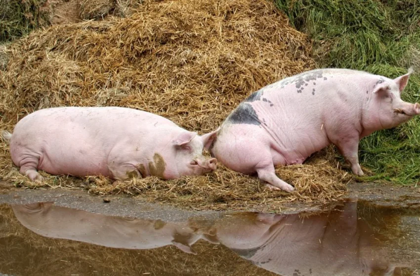 Угинати свињи од едно се закопуваат во друго село, жителите не дозволуваат