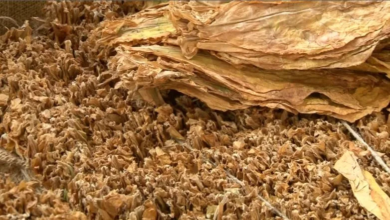  Нови мерки за тутунарите, нема промена во динамиката на откупот