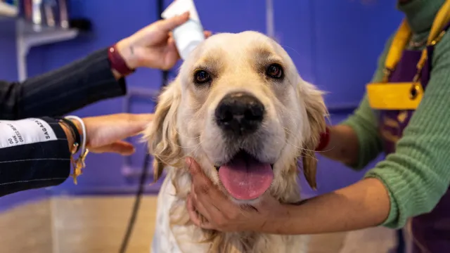  „Ми ја подаде шепата“: Кучето Бафи спасено од урнатините на Хатај има ново семејство