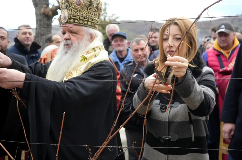Арсовска на закројување лозови насади во скопско Кучково