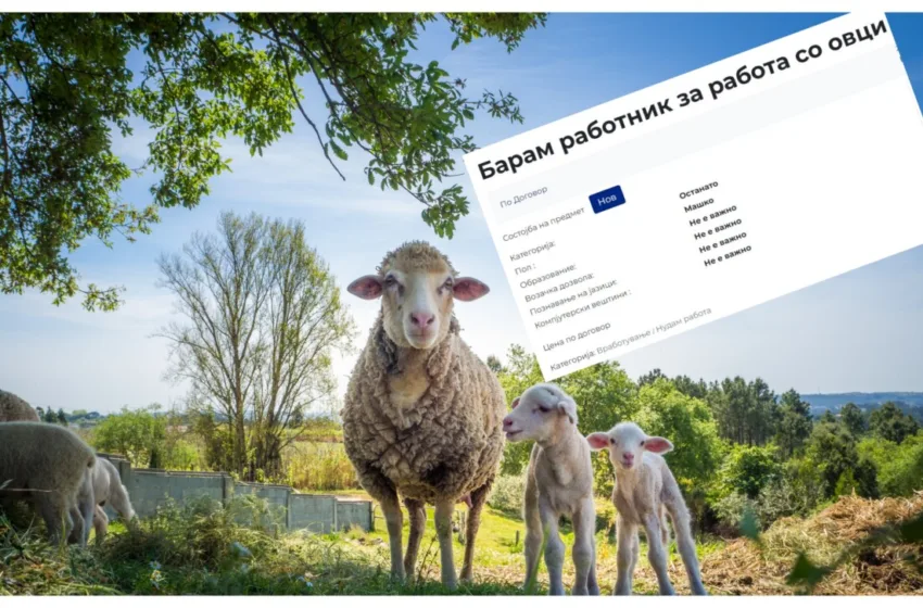  Младите во Македонија се срамат да работат: Не се наоѓа овчар ниту за плата од 1.000 евра