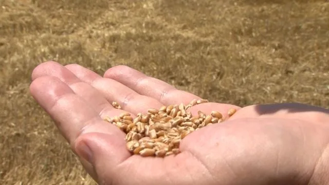 Субвенции за растително производство