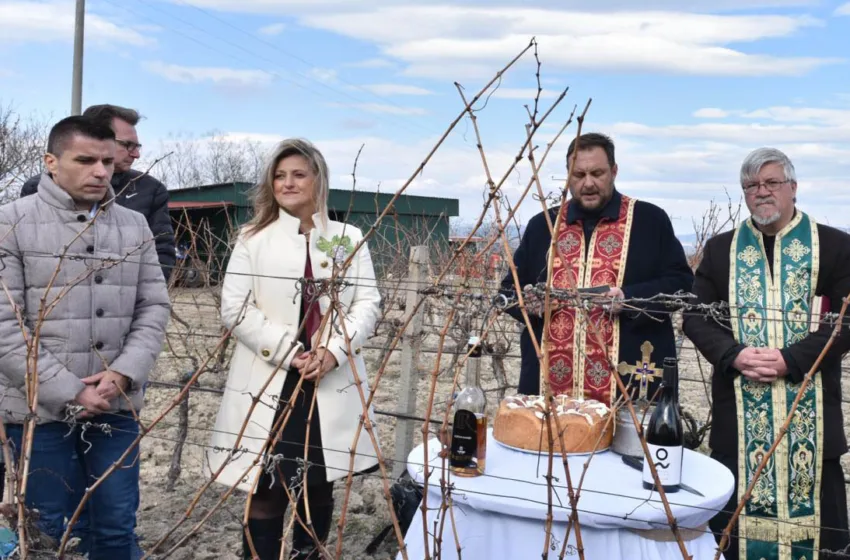 Традиционалното закројување на лозјата на „Тиквеш“ за Св. Трифун во знакот на новите прогресивни практики на винарницата