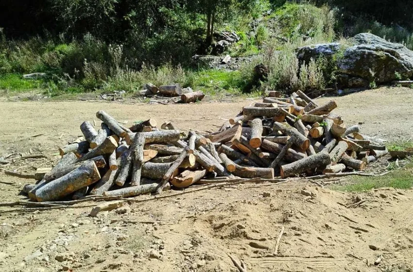  Референт за дотур и сеча во Национални шуми дозволувал товарење дрва и земал по 200 евра од возило