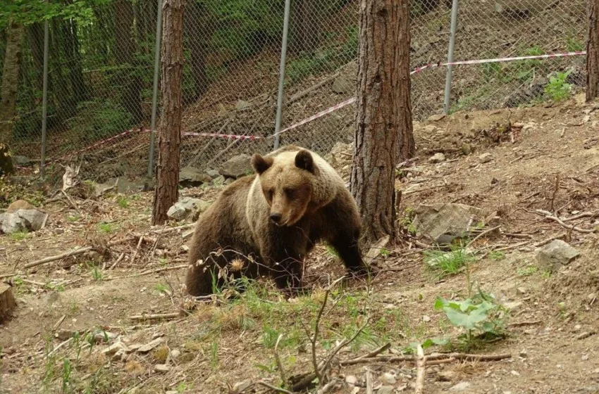  Жител на Форино пријавил дека мечка му дошла на имотот