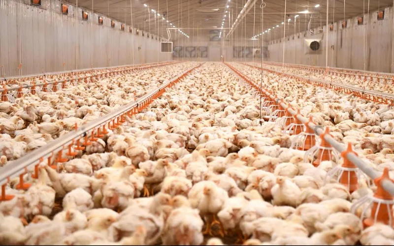 Пожар во Tетовско во објект со инкубатори, угинале 4.000 пилиња