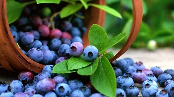  Се вратил од Америка и засадил боровинки во Србија! Давид е горд земјоделец: Се прави со рака (ФОТО)