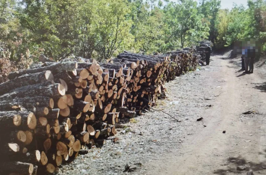 Од 7 март штрајк на вработените во „Национални шуми“, бараат исплата на плата