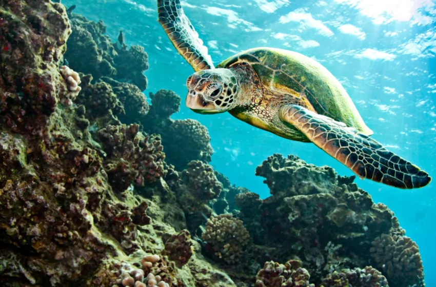 Осум деца и една жена загинаа откако јаделе месо од желка во Занзибар