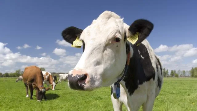  Кривична пријава за лице од Крива Паланка, ги изгладнувал домашните животни