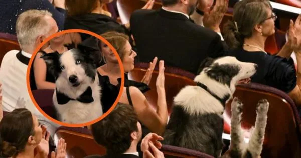 ВИДЕО: Како „ракопескаше“ кучето Меси на доделувањето на Оскарите