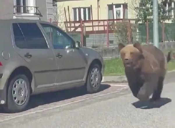 ВИДЕО: Убиена е мечката која нападна пет лица во Словачка