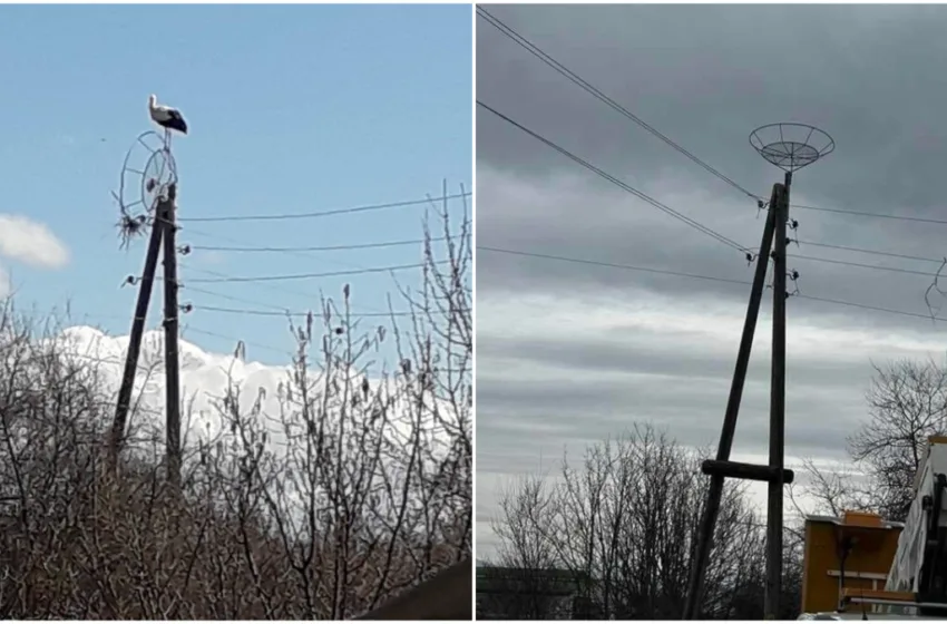 ФОТО Штрк во битолско доби ново гнездо