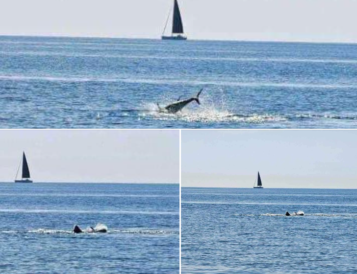  АЈКУЛА СНИМЕНА ВО ЈАДРАНСКО МОРЕ, КАЈ ИСТРА: Капачите останаа шокирани кога видоа ајкула како скока на туна