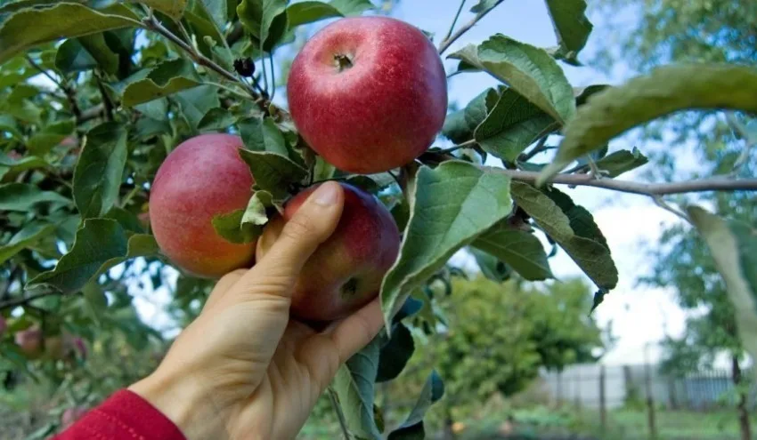  ЗА ОВАА РАБОТА ВО ГЕРМАНИЈА, ПЛАТА ОД 2.500 ЕВРА – обезбедени сместување и храна, а ЕУ пасош не ви е потребен