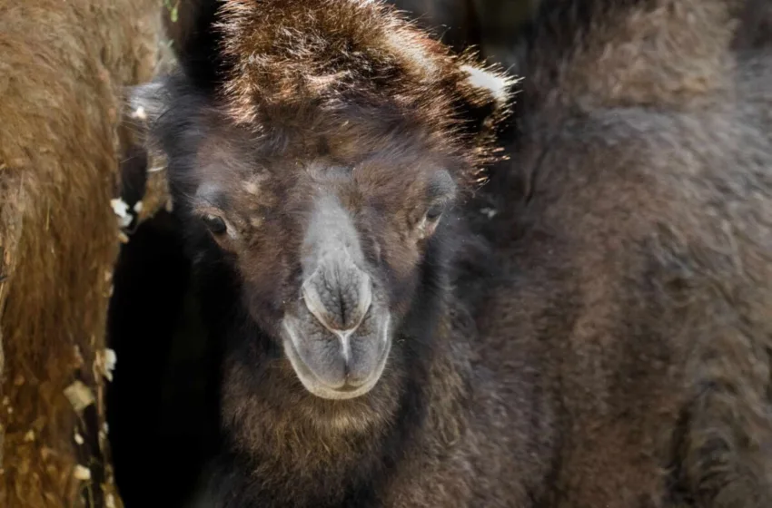  ЗОО Скопје има подмладок, се роди двогрба камила
