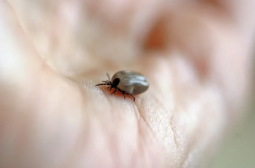 Опасниот паразит е сè поприсутен: Неочекувана последица од климатските промени