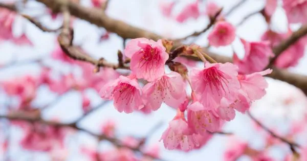  Ни доаѓа Лазарова сабота, па Цветници – овие работи никако не смеете да ги направите пред Велигден