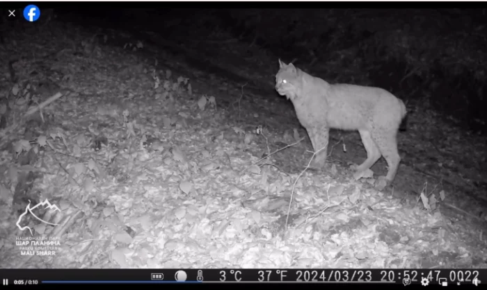 Преку фотозамка забележан рис во месноста Лешница на Шар Планина
