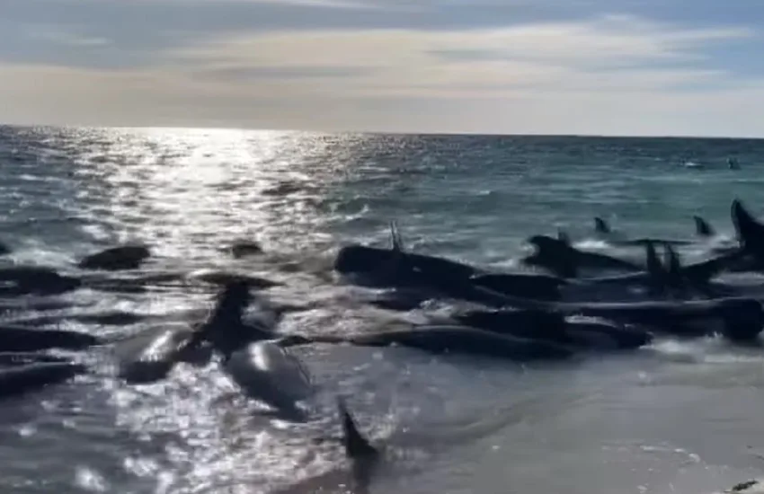 ВИДЕО Китови се насукаа на западот од Австралија, спасувањето е во тек