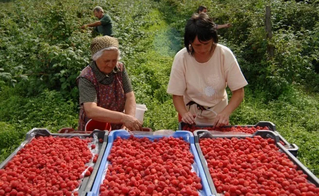  НАСКОРО ПОЧНУВА БЕРБАТА НА МАЛИНИТЕ ВО СРБИЈА: Има ли сезонски работници и колкава им е дневницата?