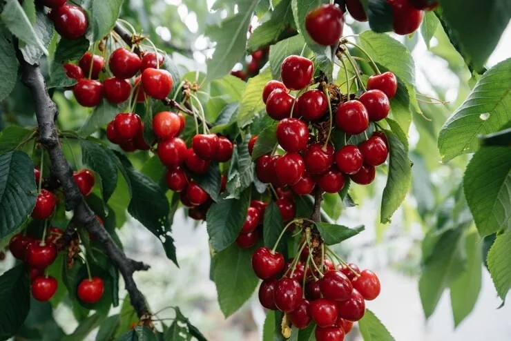  АКЦИЈА „НАБЕРИ САМ“: Бугарските овоштари ги пуштаат луѓето да берат цреши во овоштарниците