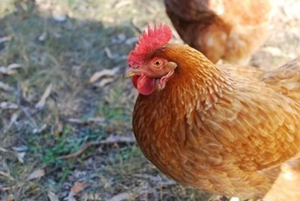  „Неконтролирани се“: Јато од 100 диви кокошки малтретира цело село